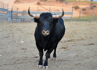 toro negro español