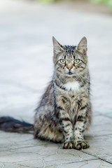 Portrait of a serious gray cat.