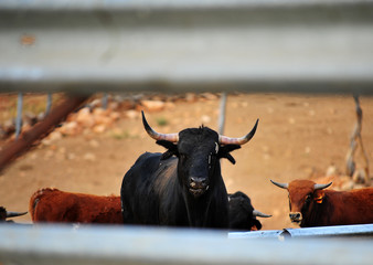 bull in spain