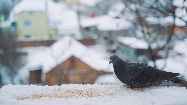 Pigeons eating in cold winter outdoors. Birds on the streets of the city.