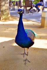 esemplare di maschio di pavone comune noto anche come pavone indiano, originario delle foreste dell'India