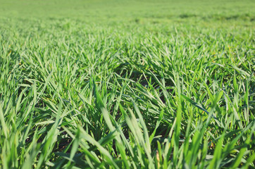 Close up of green grass wheat field in spring. 