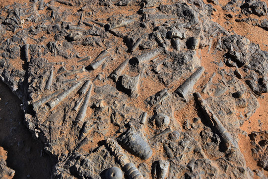 Belemnites and Orthoceras - fossils (Sahara, Morocco)