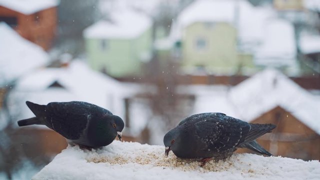 Pigeons eating in cold winter outdoors. Birds on the streets of the city.