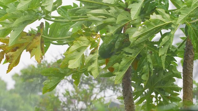 Hurricane Winds and Rain Papaya Tree Medium, 4K