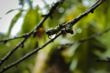 Gota 