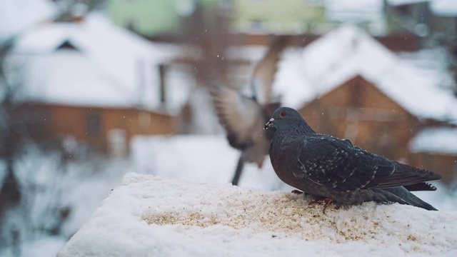 Pigeons feeding on seeds in winter. Birds on the streets of the city.