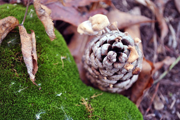Pine cone with small white mushrooms growing in it on green moss surface with dry rotten leaves, close up detail,  soft blurry background, top view