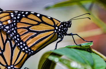 butterfly on a flower