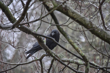 bird on tree