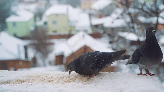 Pigeons feeding on seeds in winter. Birds on the streets of the city.