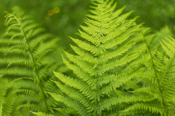 Fototapeta na wymiar Fresh green fern leaves, natural background texture