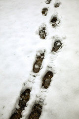 snow prints