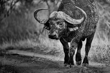 Big buffalo with big horns advancing. Black and white photography.