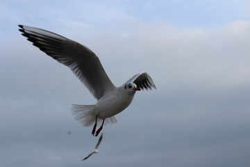 seagull that soars