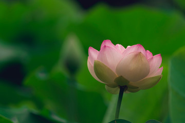 blooming sacred lotus flower. space for copy.