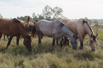herd of horses
