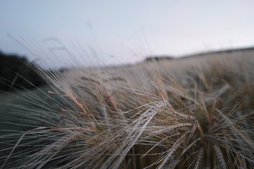 Gerste im Wind