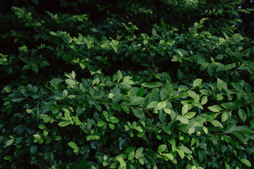 green leaf background