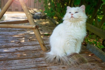 nachdenkliche Katze guckt in Richtung der Sonne