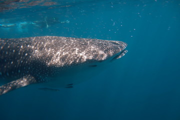 Swimming with Whale Sharks, a young male Whaleshark at Ningaloo Reef, Western Australia