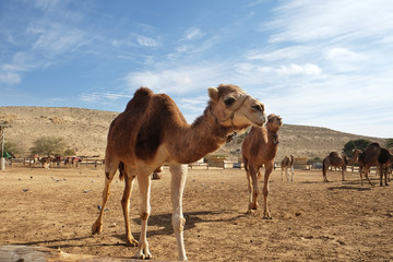 Camels in a corral on a camel farm