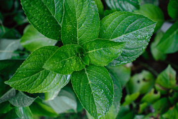 fresh mint leaves in the garden