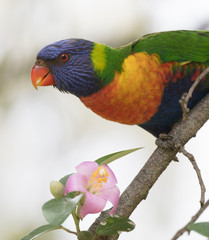 Rainbow Lorikeet Feeding on a Flower