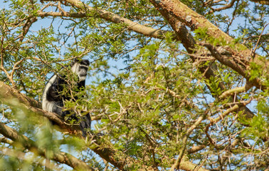 Uganda Roadside
