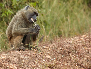 Wildlife of Murchison Falls National Park