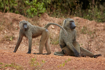 Wildlife of Murchison Falls National Park