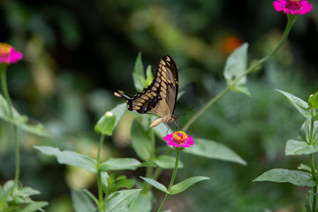 butterfly on flower