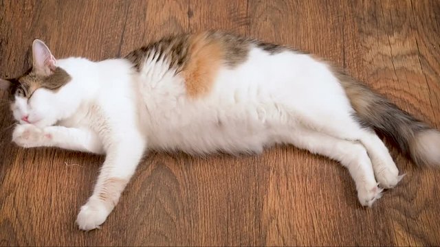 Pregnant cat lies on the wooden floor and licks. Cat in the last term of pregnancy. Pregnant calico cat with big belly laying on the wooden floor, relaxing and washing