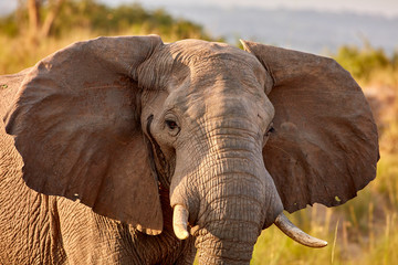 Wildlife of Murchison Falls