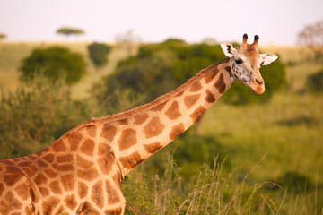 Wildlife of Murchison Falls