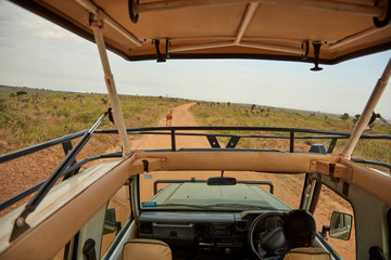 Safari Vehicle