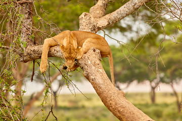 Wildlife of Murchison Falls
