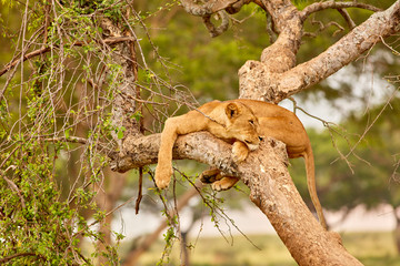 Wildlife of Murchison Falls