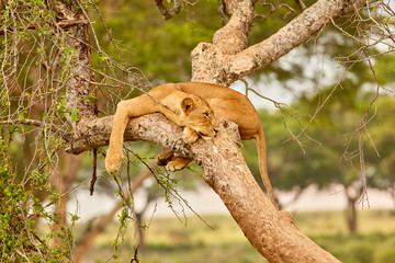 Wildlife of Murchison Falls