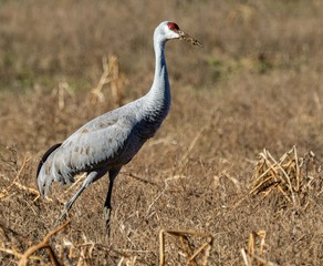 Naklejka premium sandhill crane