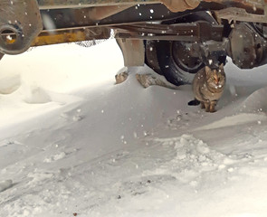 Fototapeta na wymiar A cat is shy of snow, is hiding under a truck