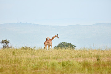 Murchison Falls Wildlife