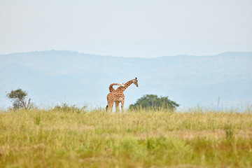 Murchison Falls Wildlife