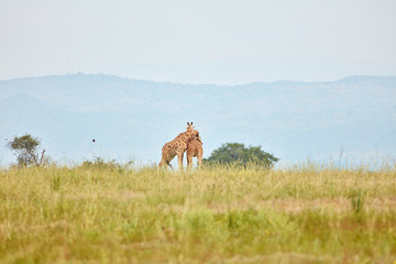 Murchison Falls Wildlife