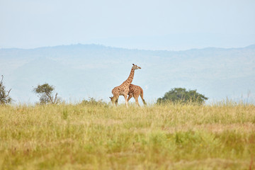 Naklejka premium Murchison Falls Wildlife