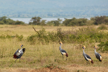 Obraz premium Murchison Falls Wildlife
