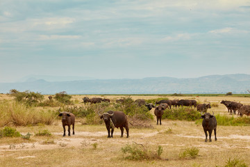 Fototapeta na wymiar Murchison Falls Wildlife