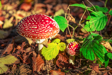 Fly agaric (Amanita muscaria) mushrooms and green leaves against brown foliage, soft focus
