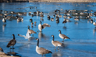 Fototapeta na wymiar canada geese on frozen pond