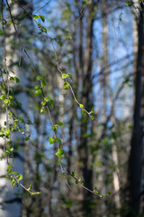 Spring background with bright green leaves of birch. Birch inflorescence earrings in spring. Spring background.